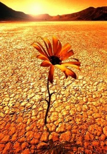 desert_flower2